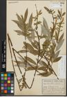 Foto von Salix alba subsp. alba L.